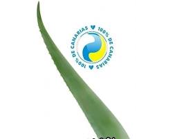 ALOE VERA (ZABILA) MEX:
