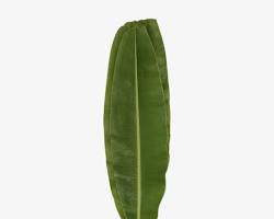 BANANA LEAF (HOJA DE PLATANO): UCE