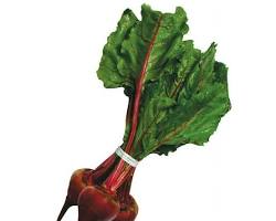 BEET BUNCH (BETABEL MANOJO) USA:
