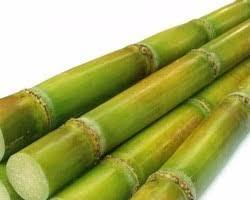 CALIFORNIA SUGAR CANE (CAÑA) CALIF: 10CT