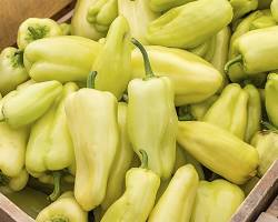 CARIBE PEPPER (CHILE CARIBE):