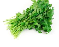CILANTRO MEX: 40 BUNCH