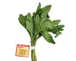 EPAZOTE BOX (EPAZOTE CAJA) MEX: 24CT