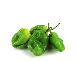GREEN HABANERO PEPPER (CHILE HABANERO VERDE) MEX: