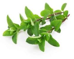 MINT (HERBABUENAS) MEX: 24CT