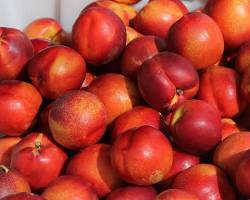 NECTARINE (NECTARINA) CHILE: