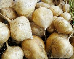 NEW CROP JICAMA (JICAMA NUEVA) MEX: