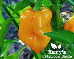 ORANGE HABANERO (CHILE HABANERO ANARANJADO) MEX: 8LBS