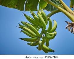 PLANTAINS BUNCH/LOOSE (PLATANO MACHO) MEX: