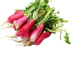 RADISH BUNCH (RABANO MANOJO) MEX: 12CT/24CT