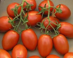 ROMA TOMATO MEDIUM (TOMATE ROMA M) MEX:
