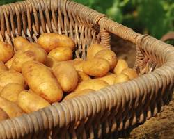 RUSSET BAKER POTATO (PAPA RUSSET) USA: 40-50LBS