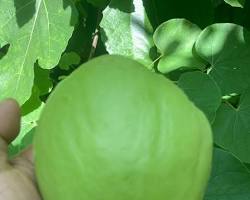 SMOOTH CHAYOTE (CHAYOTE LISO) MEX: 38LBS
