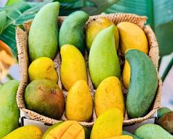 TROPICAL COAST MANGO (MANGO) ECU: