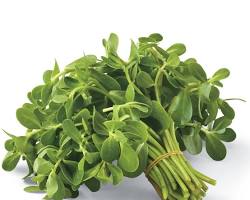 VERDOLAGA (PURSLANE) MEX: 14CT